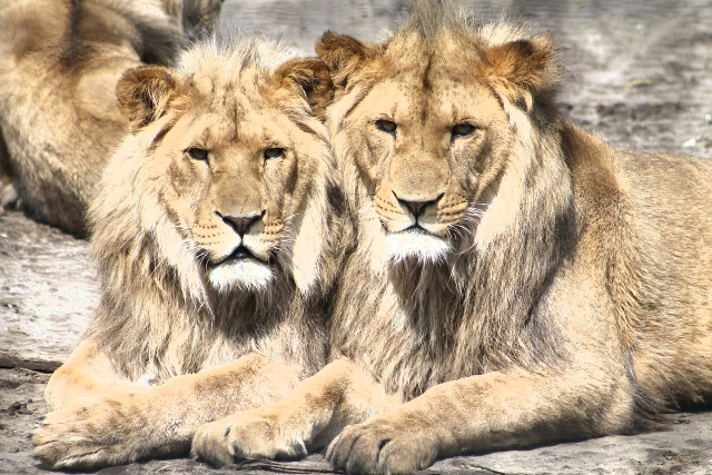 Lions